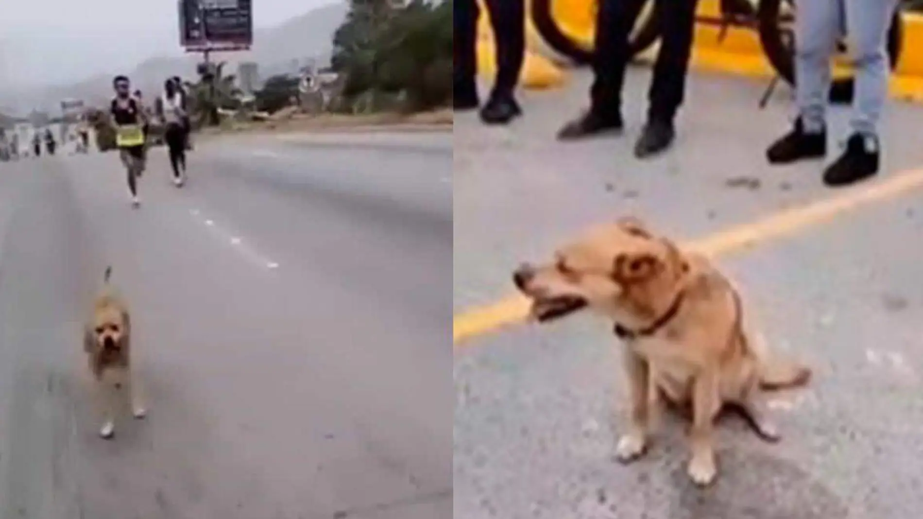 Perrito corre maratón y 'logra' subir al podio